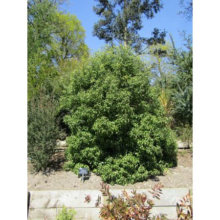 Pittosporum Abbotsbury Gold - Photo by Leonora (Ellie) Enking (CC BY-SA 2.0)