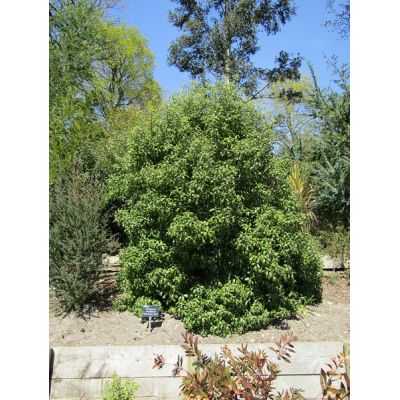 Pittosporum Abbotsbury Gold - Photo by Leonora (Ellie) Enking (CC BY-SA 2.0)
