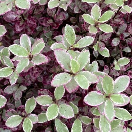 Pittosporum 'Bannow Bay' - Public Domain Image