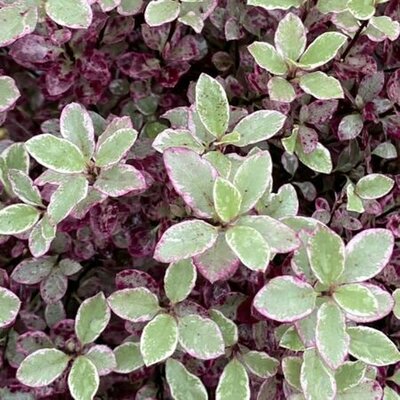 Pittosporum 'Bannow Bay' (20L pot)
