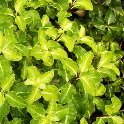 Pittosporum 'Gold Star' - Public domain image here under fair use