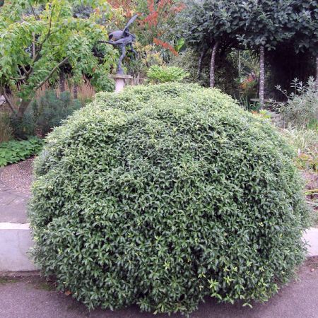 Pittosporum Golf Ball - Photo by Leonora (Ellie) Enking (CC BY-SA 2.0)