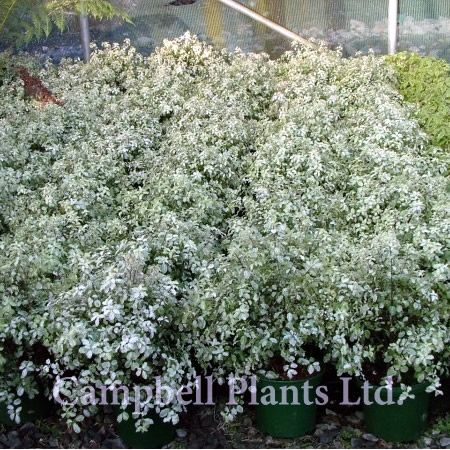 Pittosporum “Irene Patterson” - Image Courtesy of Campbell's Plants Ltd