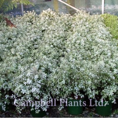 Pittosporum “Irene Patterson” - Image Courtesy of Campbell's Plants Ltd
