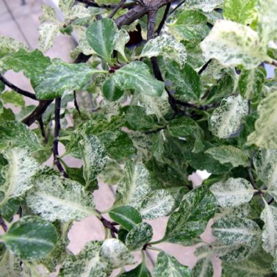 Pittosporum 'Irene Patterson' (2L pot)