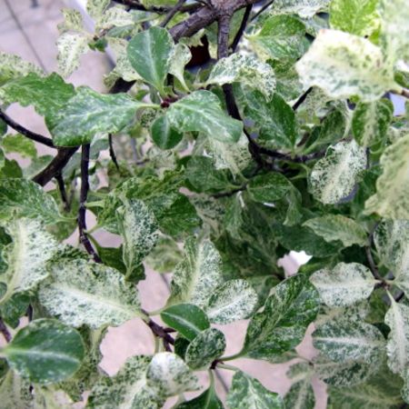 Pittosporum 'Irene Patterson' (3L pot)