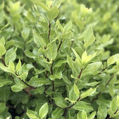 Pittosporum 'Midget' (7.5L pot)