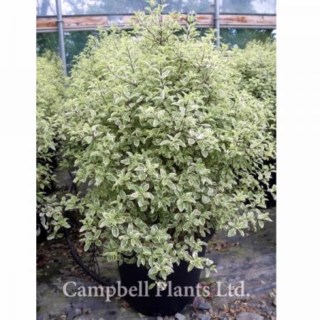Pittosporum  “Silver Queen” - Image Courtesy of Campbell's Plants Ltd