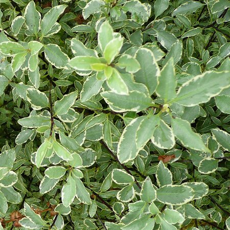 Pittosporum “Silver Queen” - Photo by RY (Ardcarne)