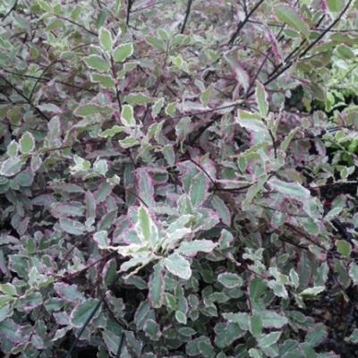 Pittosporum "Elizabeth" - Image courtesy of Campbell Plants Ltd