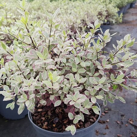 Pittosporum 'Bannow Bay' - Image courtesy of Tully Nurseries