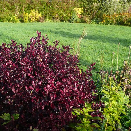 Pittosporum 'Tom Thumb' - Photo by RY (Ardcarne Garden Centre)