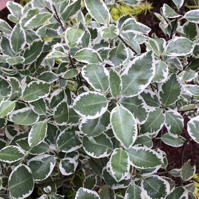 Pittosporum ' Malahide' (5L pot)