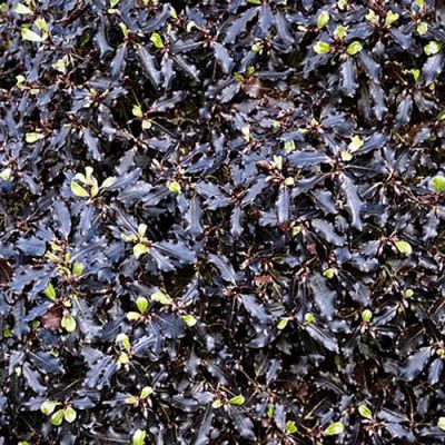 Pittosporum T. “Tom Thumb” - Photo by Acabashi (CC BY-SA 4.0)