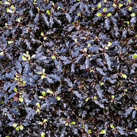 Pittosporum 'Tom Thumb' (6L pot)