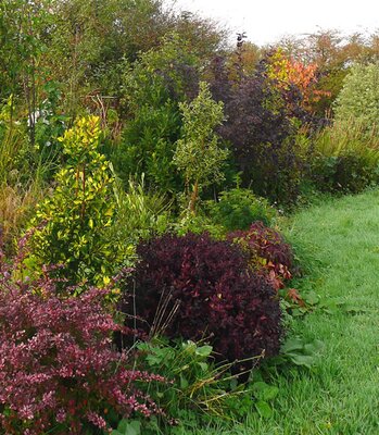 'Tom Thumb' amongst other shrubs in October - Photo by Richard (Ardcarne)