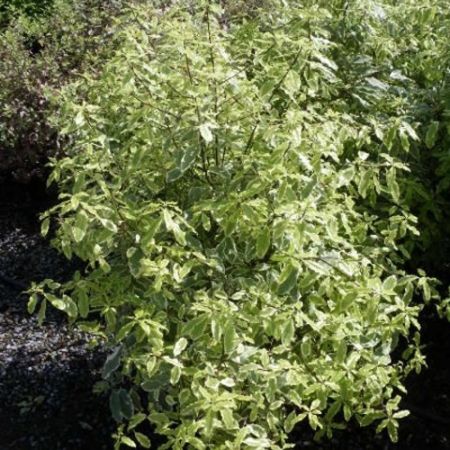 Pittosporum T. Variegata - Image courtesy of Campbell Plants Ltd