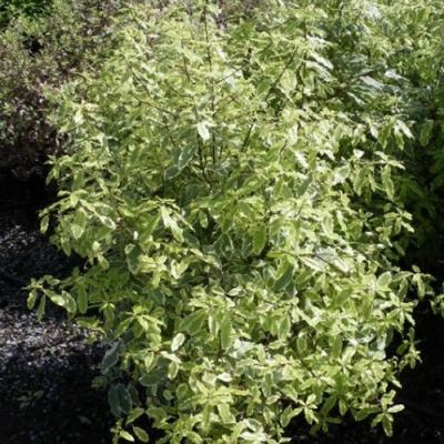 Pittosporum T. Variegata - Image courtesy of Campbell Plants Ltd
