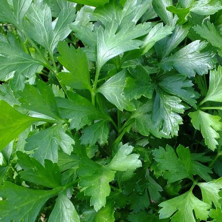 Plain Parsley - Image by baakk from Pixabay 