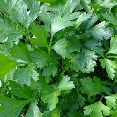 Plain Parsley - Image by baakk from Pixabay 