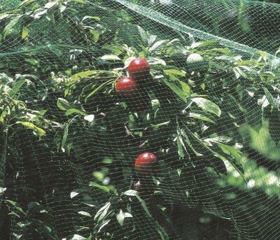 Plant Protection Net (2m x 8m)