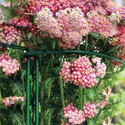 Plant Support Hoop 2pk (60cm) - image 2