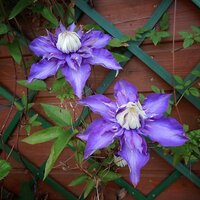 Plant Support & Protection