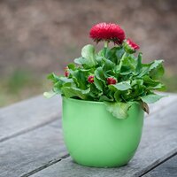 Plants for Containers