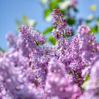 Plants for Fragrance