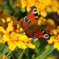 Plants for Pollinators