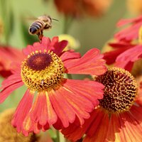 Plants for Pollinators