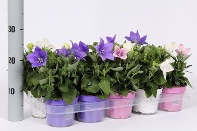 Platycodon mix (12cm pot)