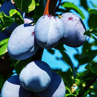 Plum Tree "Czar" - Image by Couleur from Pixabay 