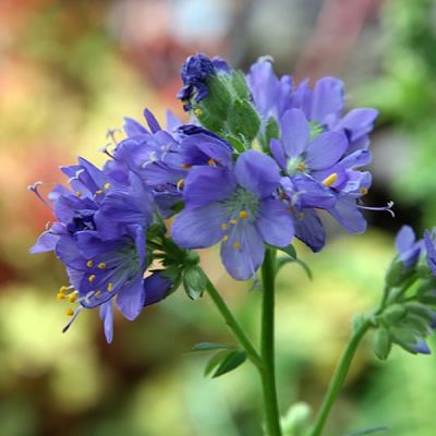 Polemonium cae. "Bambino Blue" -Photo by David J. Stang (CC BY-SA 4.0)