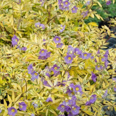 Polemonium 'Golden Feathers' - Public Image here under fair uses