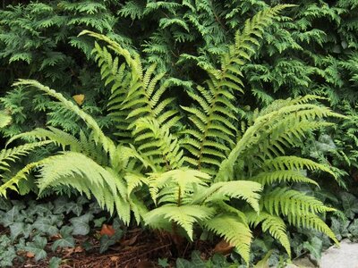 Polystichum 'Dahlem' - Photo by Agnieszka Kwiecień, Nova (CC BY-SA 4.0)