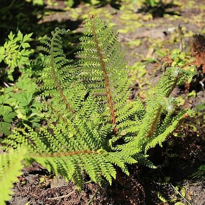 Polystichum herrenhausen - Photo by Aleksandrs Balodis (GFDL)