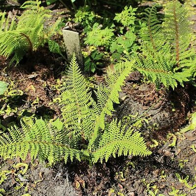 Polystichum Herrenhausen - Photo by Aleksandrs Balodis (CC BY-SA 3.0)
