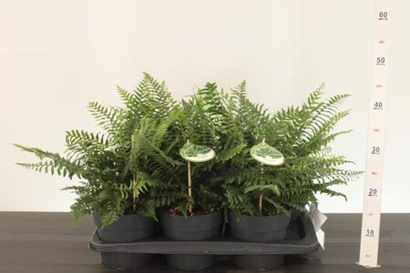 Polystichum munitum - Image courtesy of Pannebakker