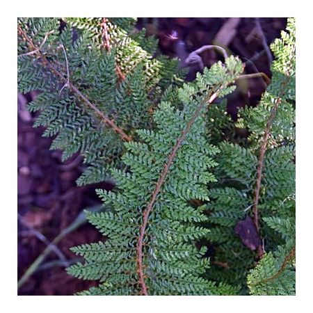 Polystichum Plumosum Densum - Photo by Krzysztof Golik (CC BY-SA 4.0)