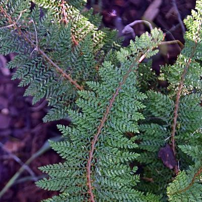 Polystichum Plumosum Densum - Photo by Krzysztof Golik (CC BY-SA 4.0)