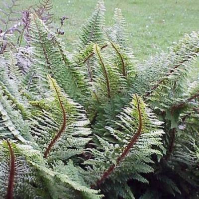 Polystichum Plumosum - Photo by Kurt Stueber (GFDL)