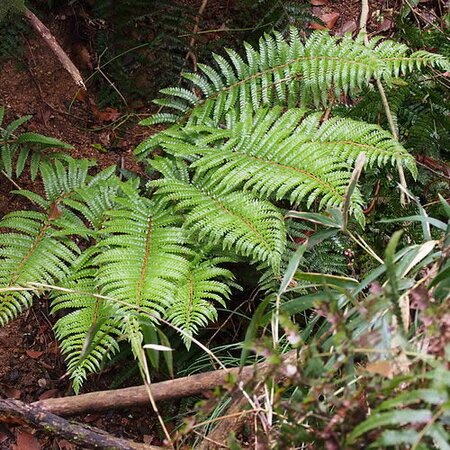 Polystichum polyblepharum (2L pot)