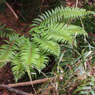 Polystichum Polyblepharum (3L pot)