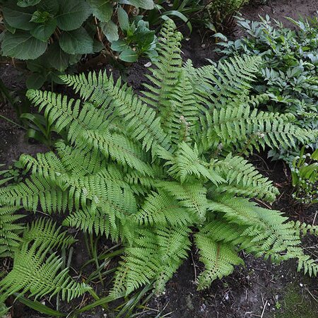 Polystichum setiferum - Photo by Marc Ryckaert (CC BY-SA 3.0)