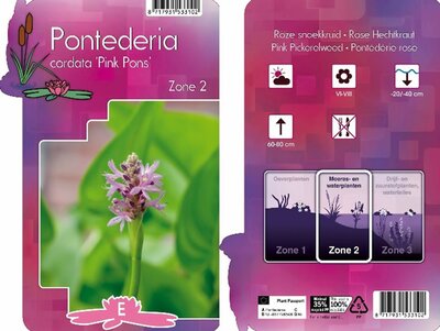 Pontederia 'Rosea' - Image courtesy of Pannebakker