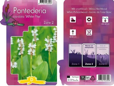 Pontederia 'White Pike' (9cm pot)