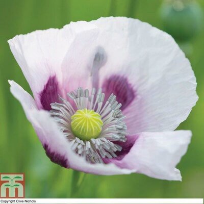 Poppy 'Album' - Image courtesy of Thompson & Morgan