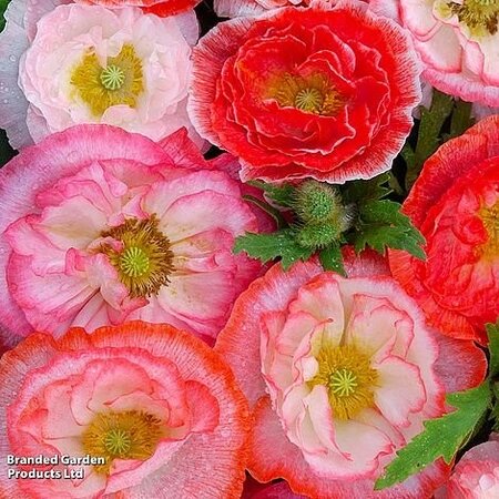 Poppy Papaver Falling in Love - Image courtesy of Thompson & Morgan