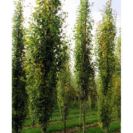 Populus tremula 'Erecta' (5L pot)